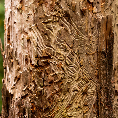 A tree trunk showing the tracks made by boring insects and beetles under the bark.