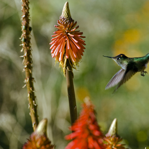 Humming Bird