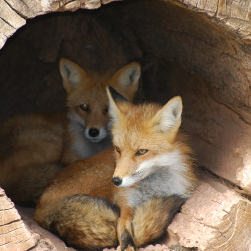 baby red foxes