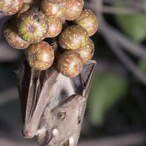 Wahlberg's epauletted fruit bat on fig tree.