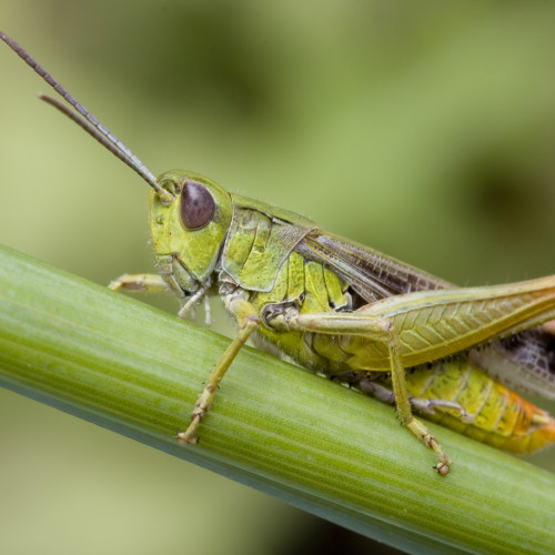 grasshopper