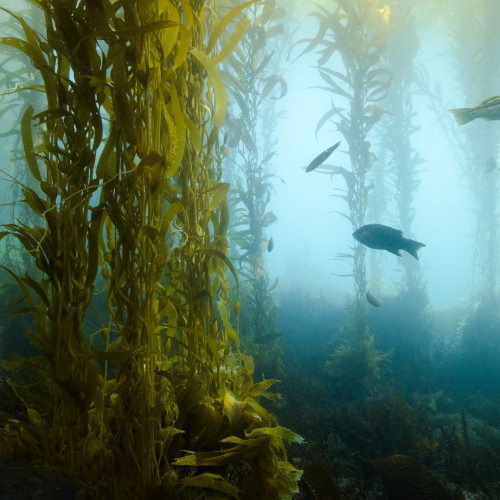 Kelp Forest