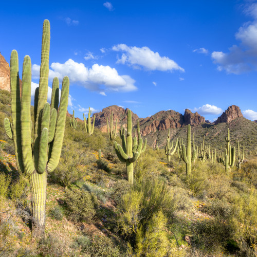 Saguaros in Hewitt Canyon