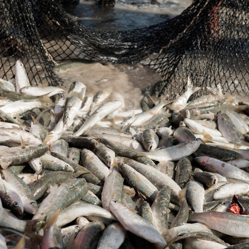 fish caught in a net