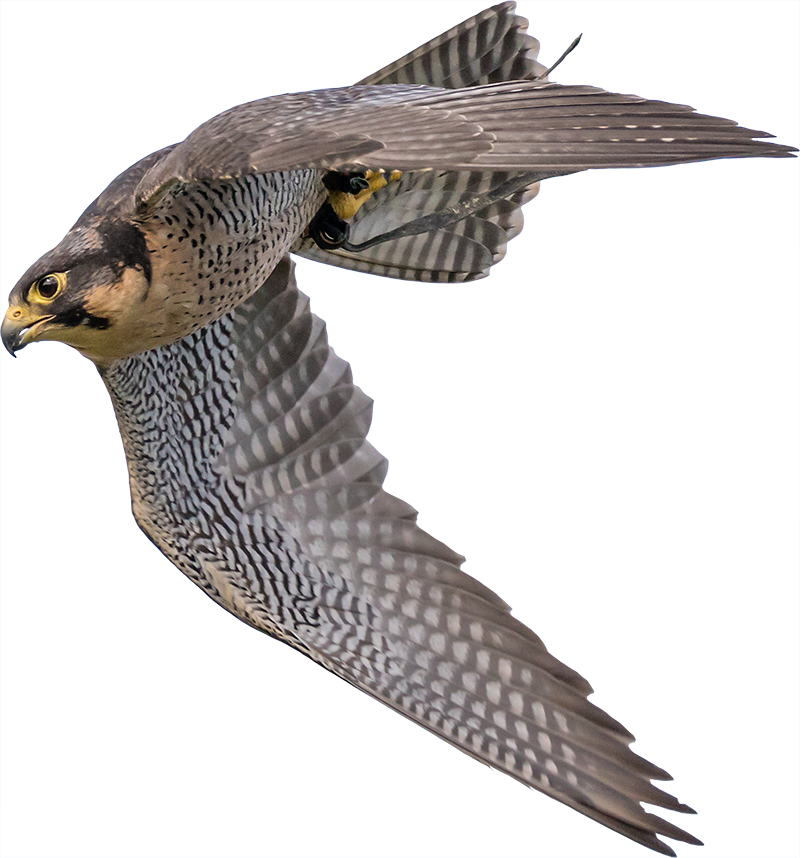 Peregrine Falcon