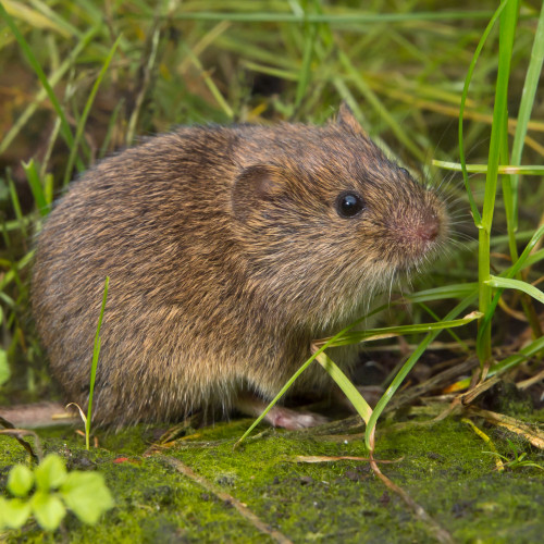 field vole