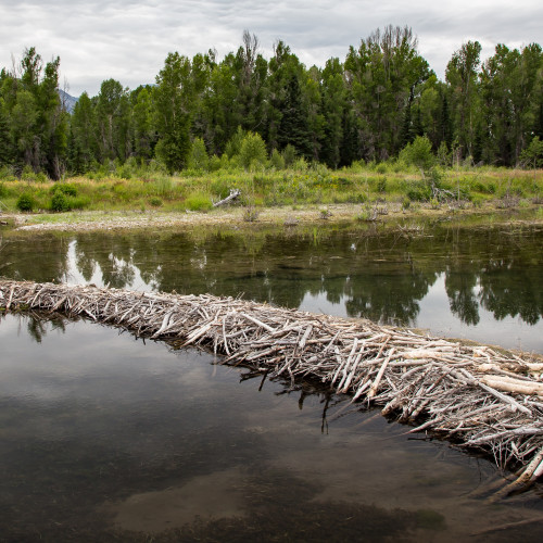 Beaver Dam in the Tetons