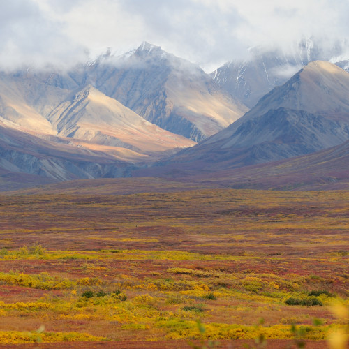 Denali fall colors