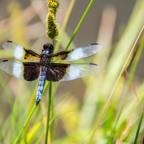 Closeup of blue dragonfly in lotus pond with timothy grassP