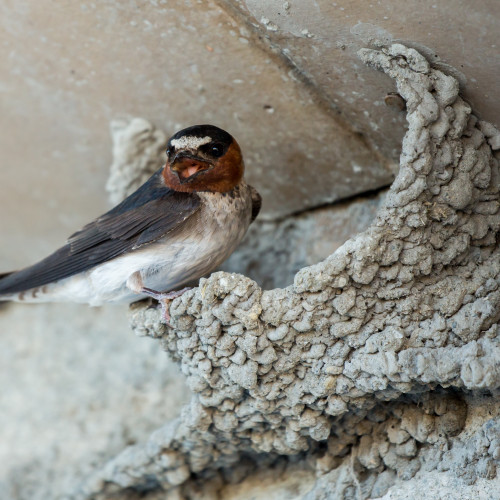 Barn Swallow