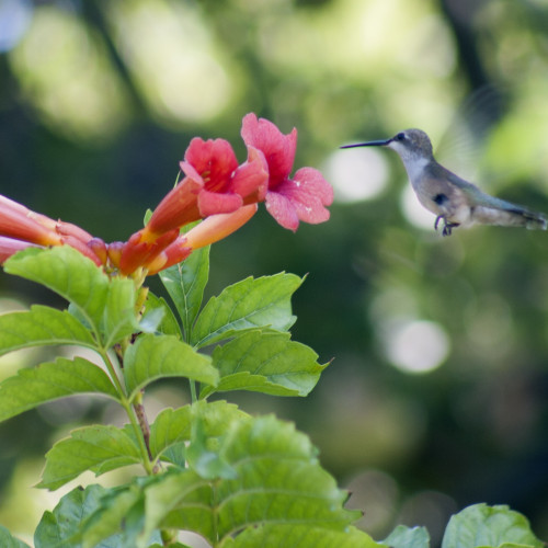 Hummingbird