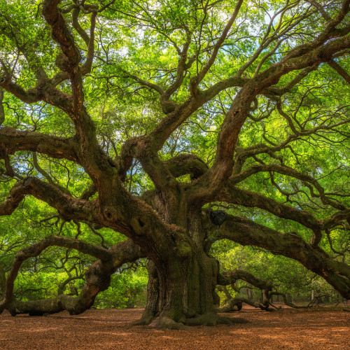 Angel Oak Tree