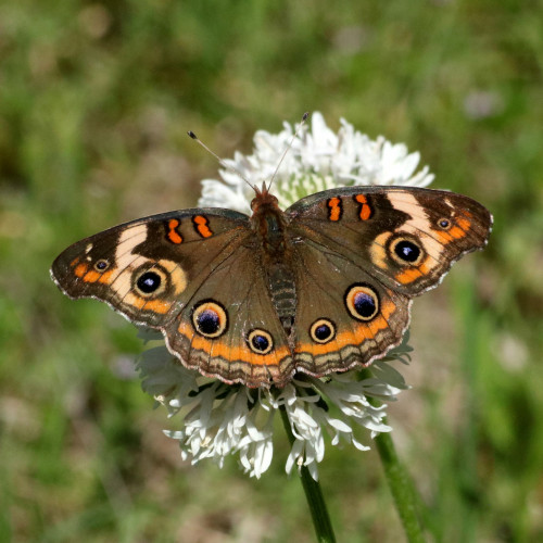 Common Buckeye Butterfly on White Wildflower