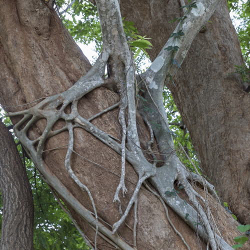 Strangler fig on a tree