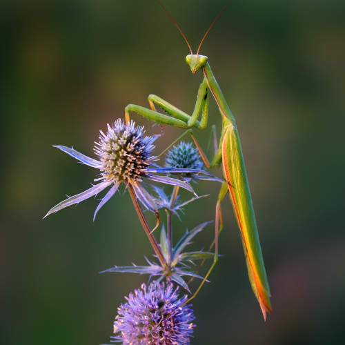 Mantis on a thistle