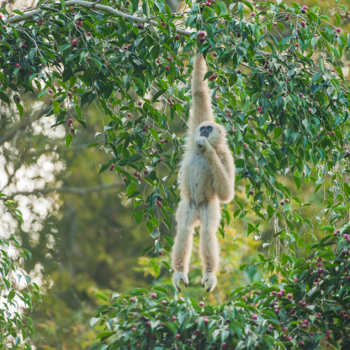 Common Gibbon