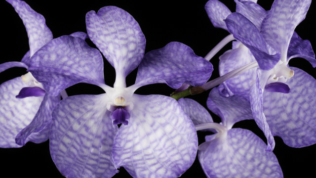 Studio photograph of Vanda coerulea; purple and while petals, green stem