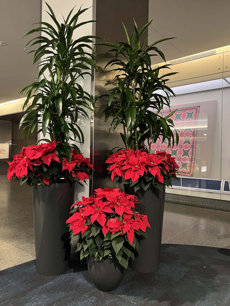 Holiday display with poinsettias at the National Museum of American History.