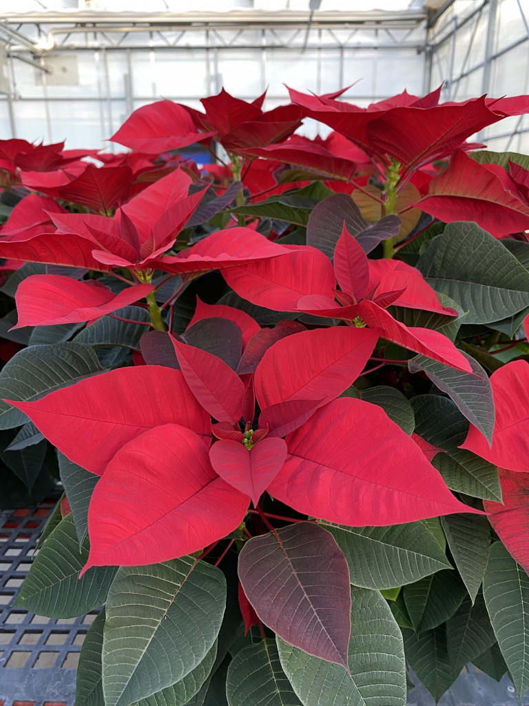 'Christmas Bells' poinsettia