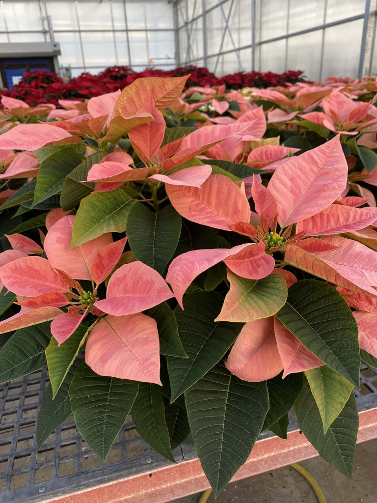 'Pink Champagne' Poinsettia