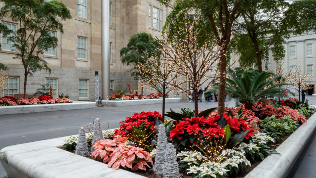 Holiday display of lights and poinsettias at the Robert and Arlene Kogod Courtyard at the Smithsonian American Art Museum