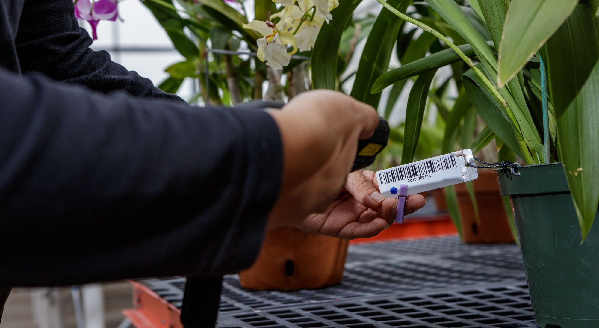 Barcode tag for orchid in the Smithsonian Gardens Orchid Collection. Hannele Lahti, photographer.