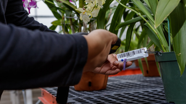 Barcode tag for orchid in the Smithsonian Gardens Orchid Collection. Hannele Lahti, photographer.