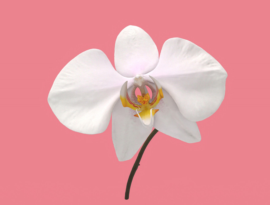 phalaenopsis