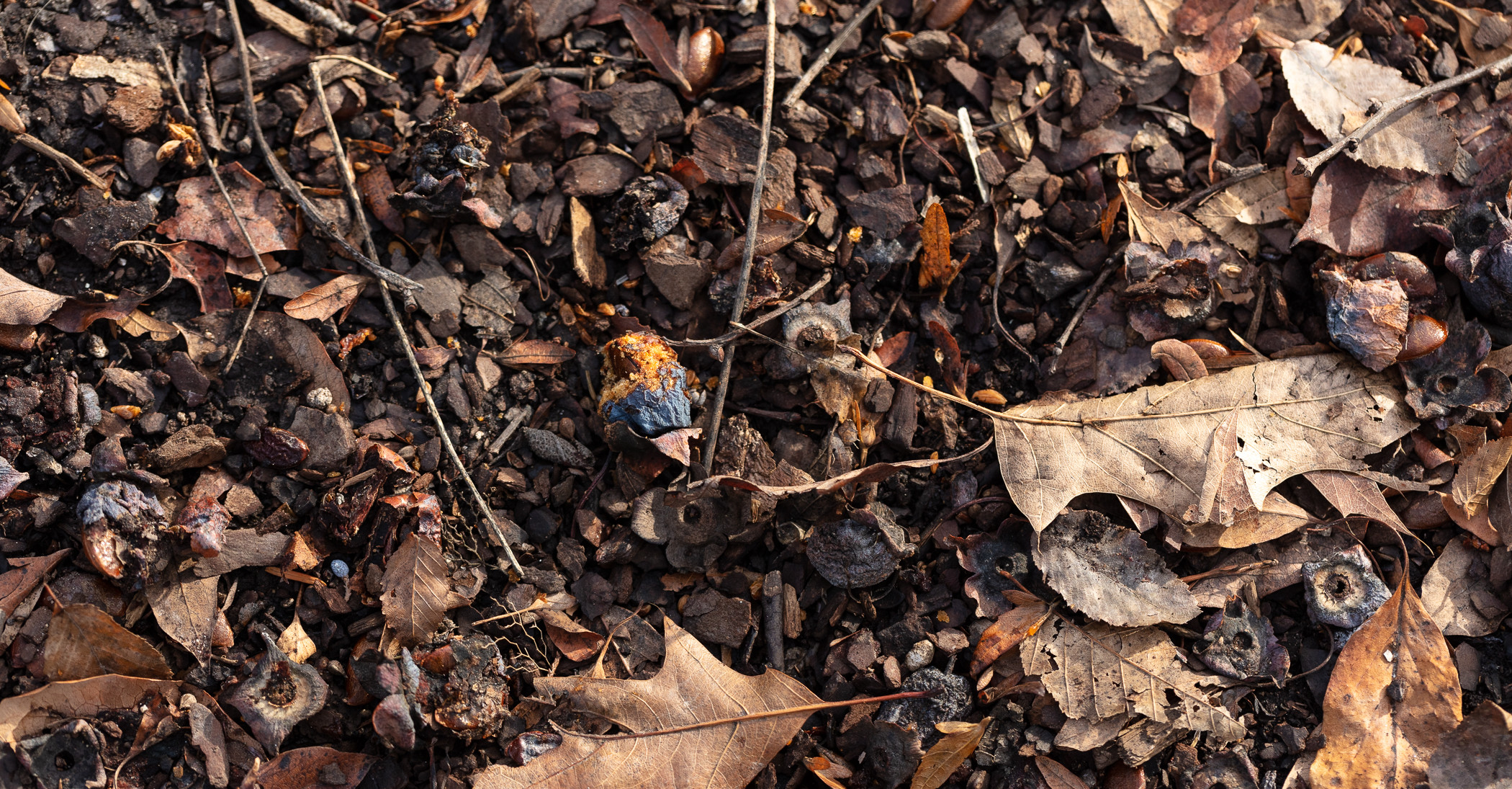 Photo of leaf litter, mulch, twigs and dirt