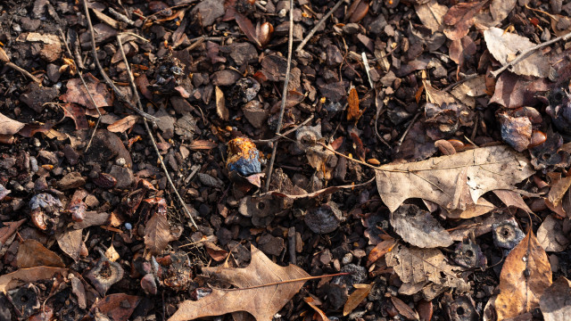 Photo of leaf litter, mulch, twigs and dirt