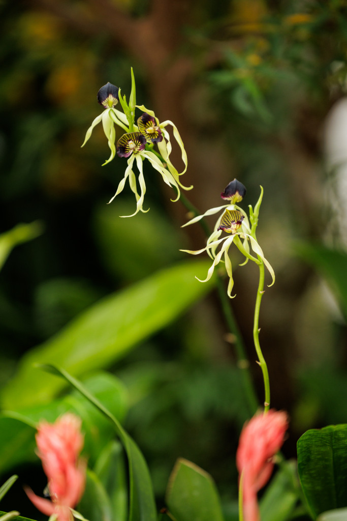 orchids from The Future of Orchids exhibit