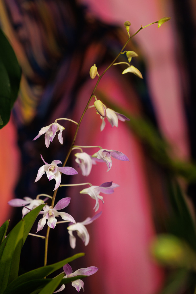 up close of orchids from The Future of Orchids exhibit