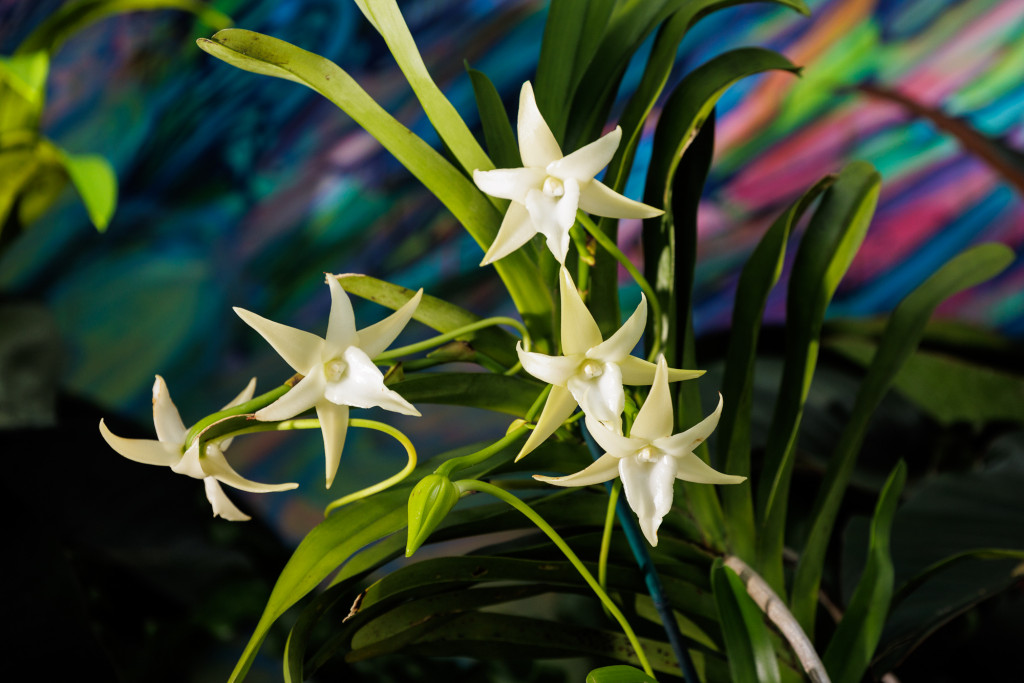 up close of white orchids from The Future of Orchids exhibit