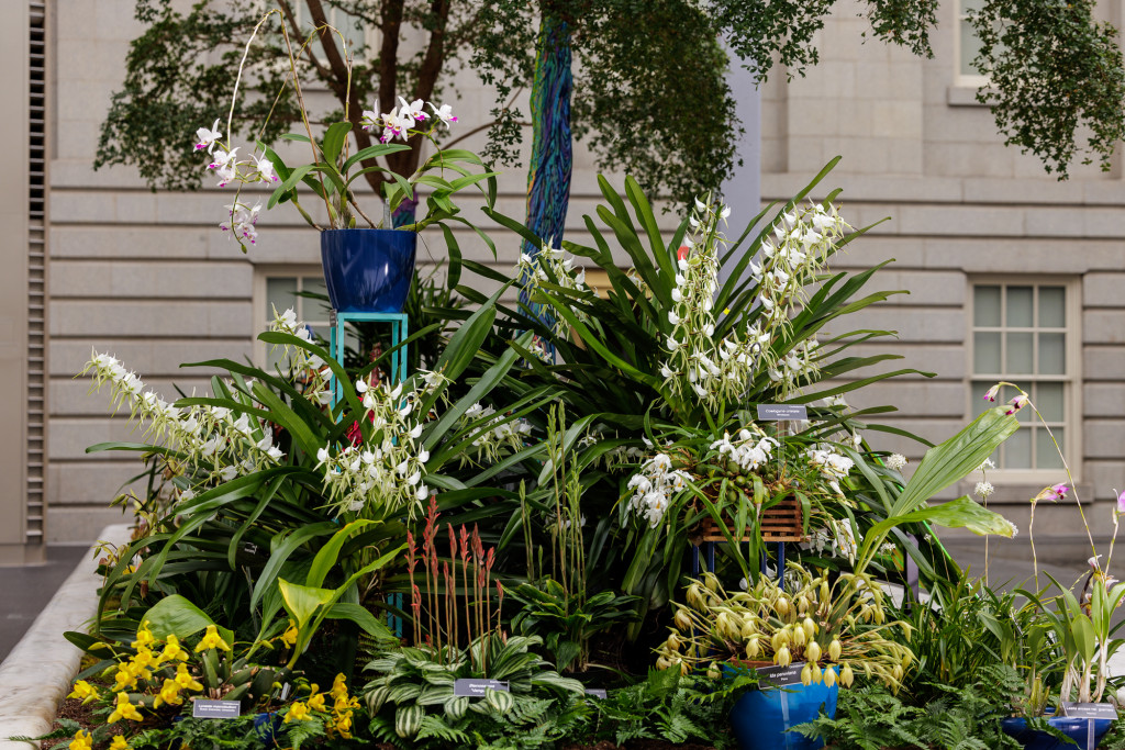 orchids from The Future of Orchids exhibit