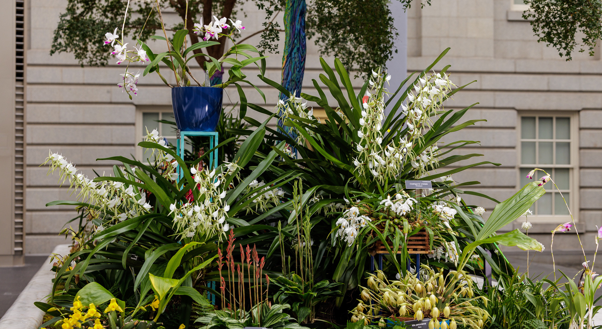 orchids from The Future of Orchids exhibit