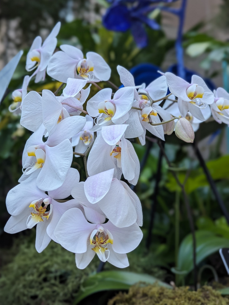 up close of an orchid from The Future of Orchids exhibit