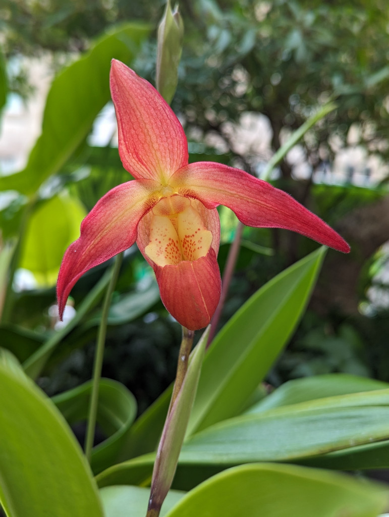 orchid from The Future of Orchids exhibit