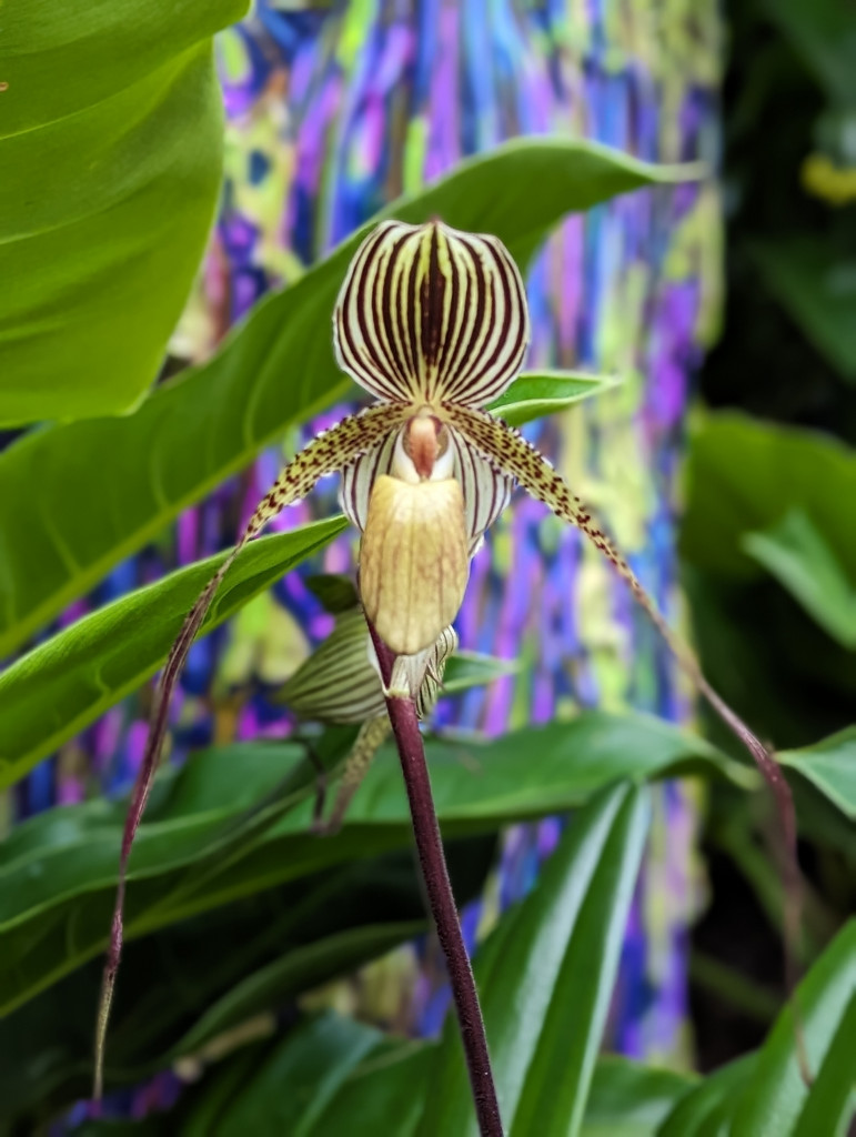 up close of an orchid from The Future of Orchids exhibit