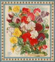 Wm. Elliott & Sons of New York showcased a colorful array of sweet peas on the cover of its 1897 seed catalog