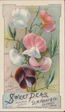 Before photographs appeared widely in seed catalogs in the early 1900s, many seedsmen like D. M. Ferry & Co. of Detroit hired artists to render handsome images of their wares. Ferry’s and Burpee’s made a point of telling customers that their illustrations were painted from actual specimens to encourage them to anticipate good growing results. Trade card, 1889. Smithsonian Gardens Horticultural Artifact Collection. 