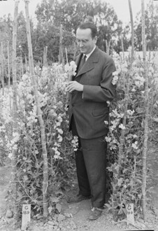 Burpee’s Floradale Farm in Lompoc, California once included acres of sweet peas that were trialed for specific plant traits like color and form. David Burpee, the son of the company’s founder seen here, ran the firm for more than half a century. c. 1935-1940. W. Atlee Burpee & Co. Records.