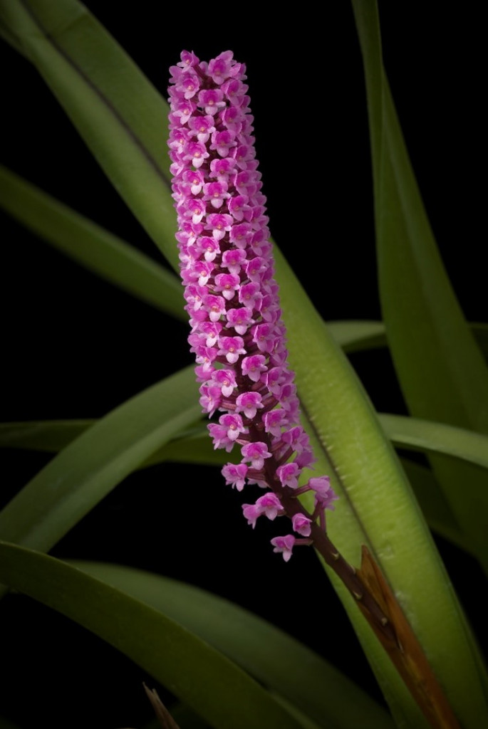 Arpophyllum giganteum