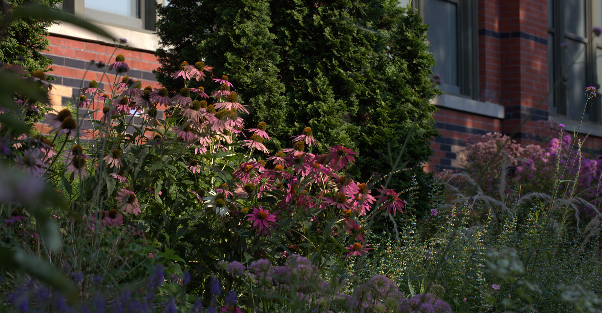 Photo of several plants and flowers in the Mary Livingston Ripley Garden