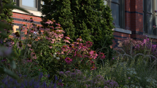 Photo of several plants and flowers in the Mary Livingston Ripley Garden