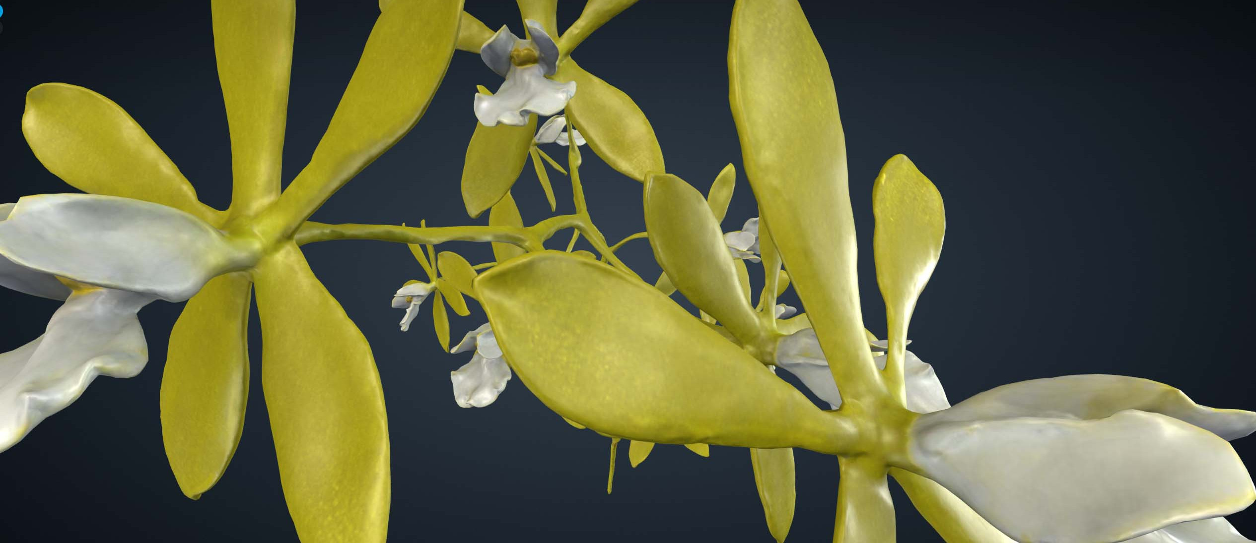 3-D model of an orchid.