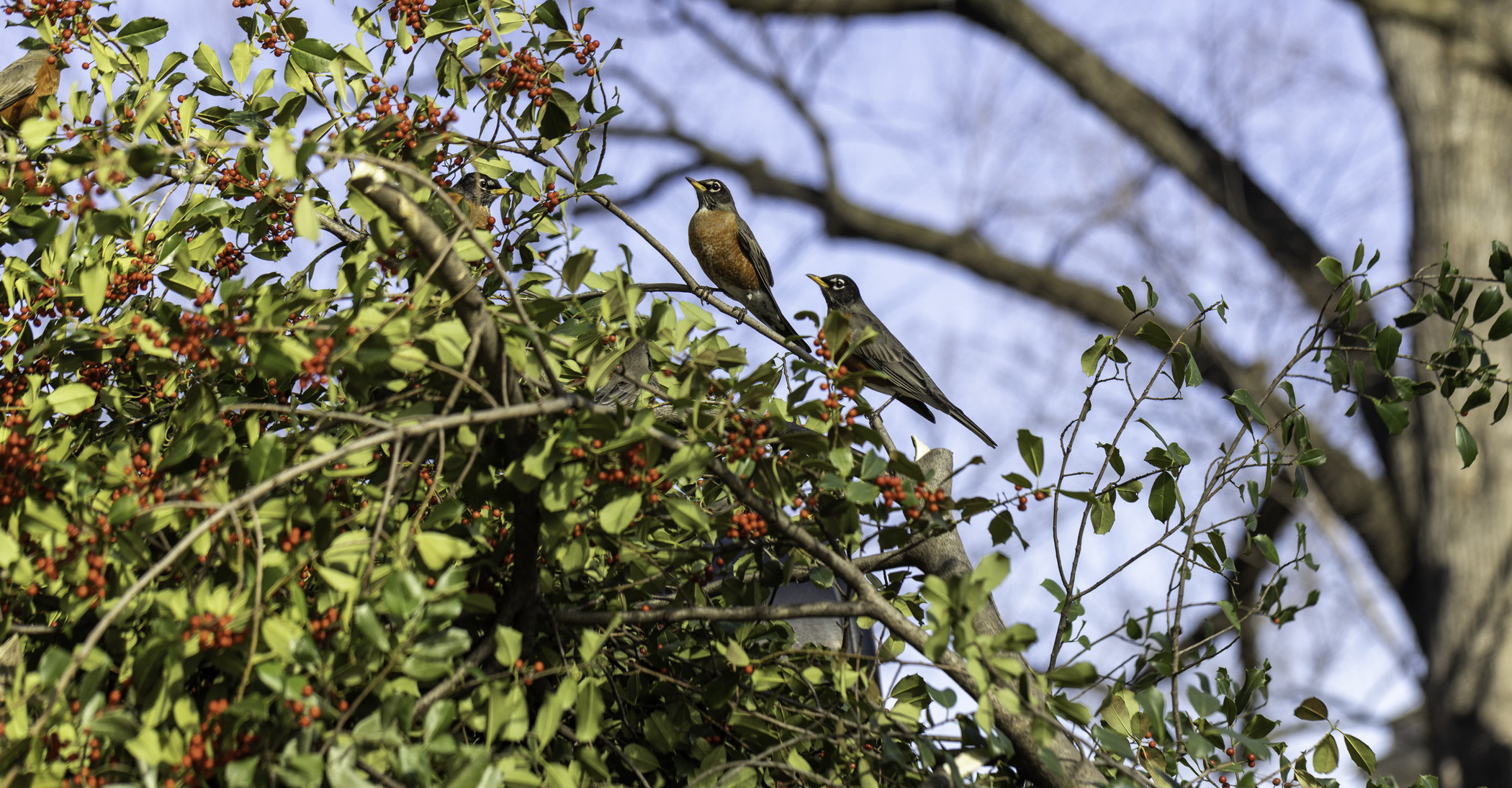 2 Birds sitting on a tree branch