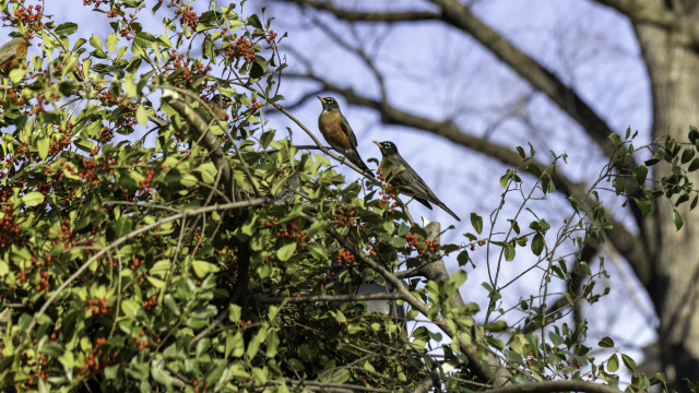 2 Birds sitting on a tree branch