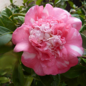 Camellia japonica 'Elegans Champagne' at the Huntington Botanical Gardens