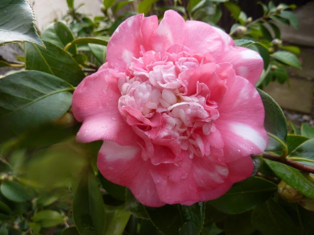 Camellia japonica 'Elegans Champagne' at the Huntington Botanical Gardens