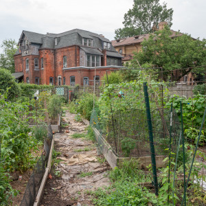 Chester Avenue Community Gardens. Photo of the garden sign with Neighborhood Gardens Trust preservation notice and garden contact information, next to black-eyed susans adjacent to asphalt path leading to garden, August 13, 2020. Rob Cardillo, Photographer.